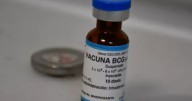 Vacuna BCG vuelve a estar disponible en México: ¿en qué hospitales y quiénes deben aplicarla?