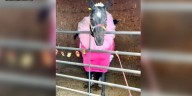 Boo in the Barn bringing spooky fun, equine education