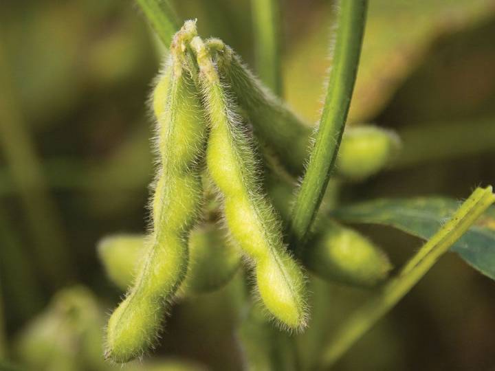 China still not buying U.S. soybeans | The Shoreline Beacon