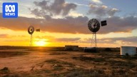 Madura Plains sheep station hits the market as wool and lamb prices soar