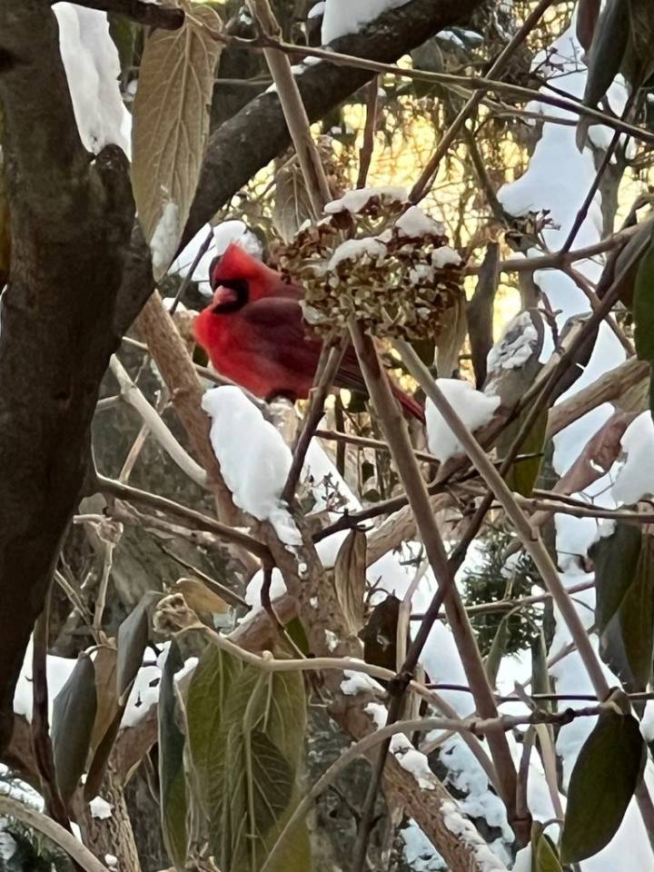 As the garden winds down, it's time to care for winter
