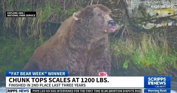 Chunk takes how the Fat Bear Week 2025 crown