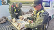 Gendarmería secuestró más de 160 tortugas y pájaros en un control