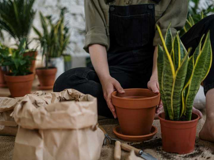 Cómo cuidar la lengua de suegra