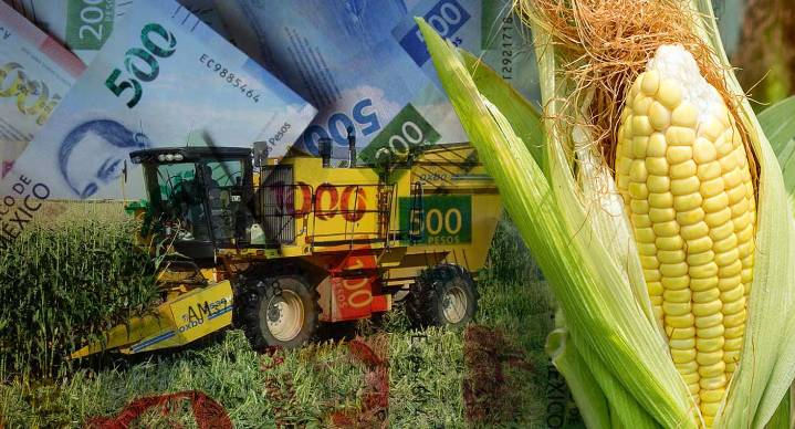 ‘Sin maíz no hay país’: Campesinos consideran “insulto” y “burla” precio fijado por Gobierno en 6 mil 50 pesos por tonelada de máiz