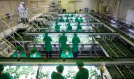 MIdagri: Perú logra apertura del mercado de Filipinas para la exportación de palta Hass