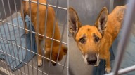Dog Taken Back To The Same Texas Shelter Where He Was Adopted Faces A New Fight