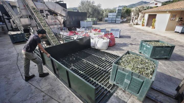 La Tafona de Caimari arranca la campaña de aceite de oliva 2025