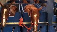 ¿Se imagina un avión específicamente para caballos? Pues existe y es el Air Horse One