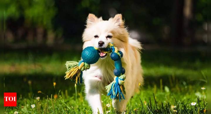 Why playing fetch is good for dogs and owners: Physical and mental health benefits