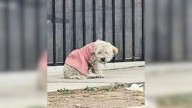 California Rescuer Discovers Pink-Dressed Pup Who Still Holds On To The Loss Of Her Family