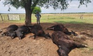 Un rayo mató cinco vacas y un ternero en un campo de Quehué