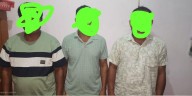 Rhino poaching bid foiled in Assam