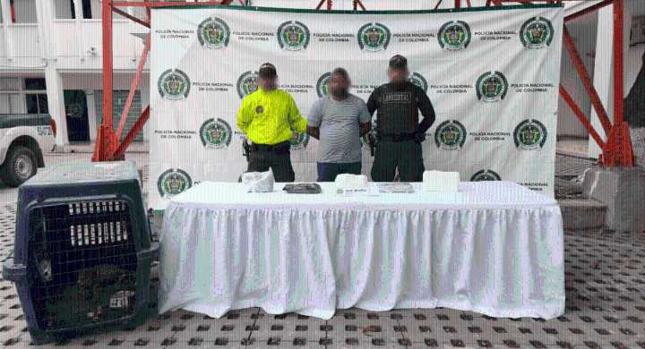 Cayó en Santa Marta alias ‘Gerardo’, con cinco kilos de coca y un tigrillo en su vivienda Sería el encargado de custodiar droga y armas del ‘Clan del Golfo’.