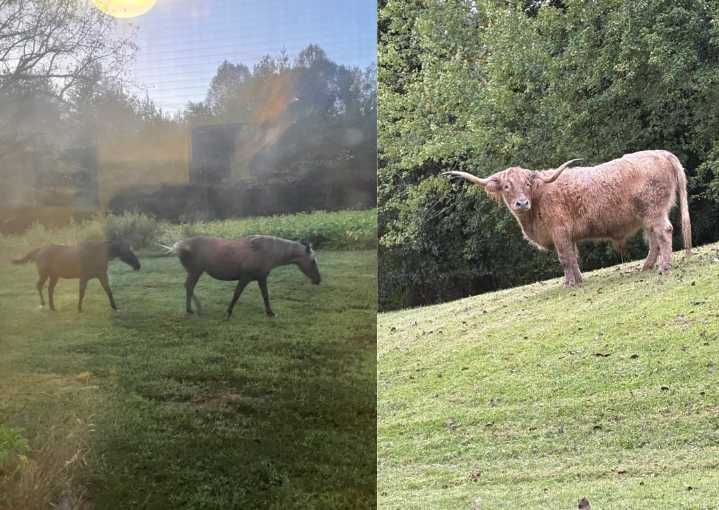 Se escapan caballos y una vaca en el condado de Yadkin