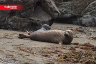 Disminuye 61% en 6 años población de focas de puerto en la península de BC