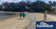 Cause of Gold Coast mass fish kill unknown with marine heatwave most likely culprit, say scientists
