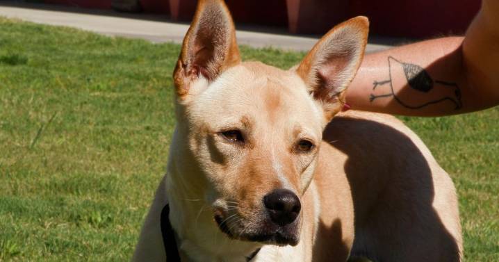 Tucson Subaru's Pet of the Week: Meet lively Daisy