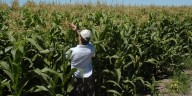 Distorsiones que complican las cuentas del agro