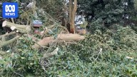 Parts of NSW and Victoria 'absolutely battered' by howling winds, storm damage in Greater Sydney