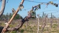 Frutas de carozo y vid, las más afectadas por otra helada tardía en Valle de Uco, Este y Sur