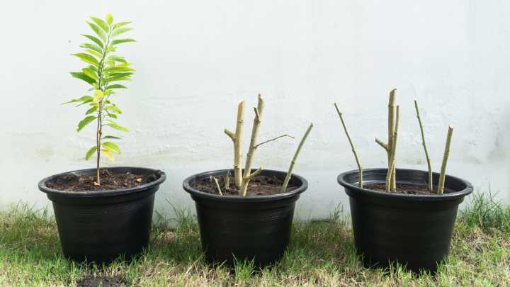 23 Types Of Semi-Hardwood Cuttings To Propagate In The Fall