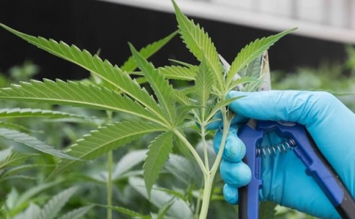 Gobierno autoriza la venta de cannabis medicinal en farmacias del país
