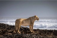 Cambiaron su dieta. Las inéditas imágenes que muestran a los leones que abandonan el desierto para cazar en la playa