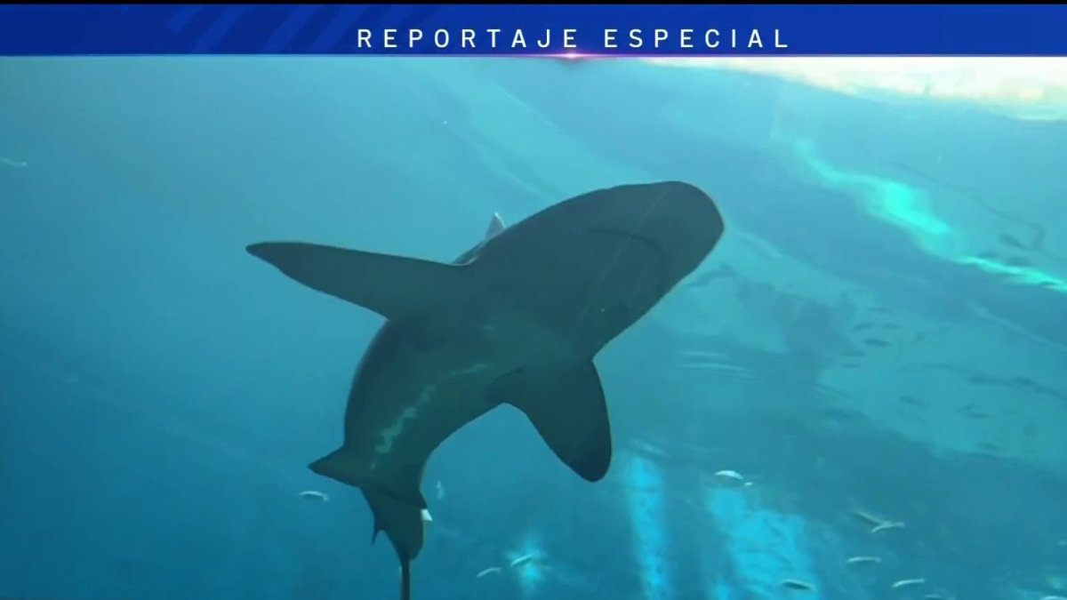 Aumento de encuentros con tiburones en la Isla del padre Sur tiene explicación