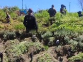 Cops destroy 10 tonnes of illegal cannabis plants in Laitlulong