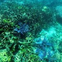 Top nature group to unveil new 'red list' of threatened species