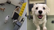 Clever Illinois Pup Stuns Daycare Staff With His Brilliant Escape Plan