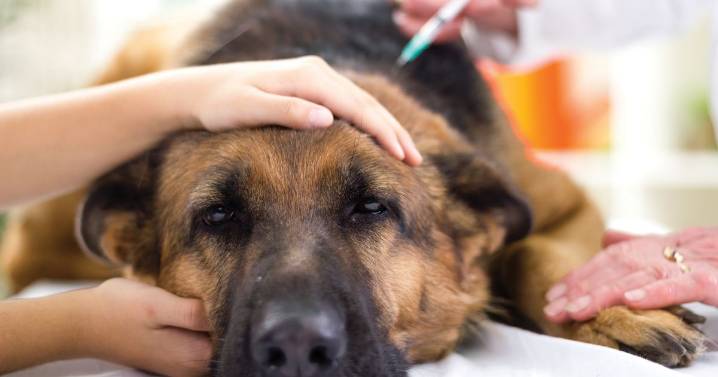 Dogs at risk of rabies as owners shun vaccine over fears it will give them autism