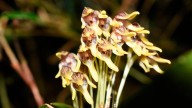 Las orquídeas aún cuentan la historia de Colombia
