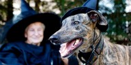 MDARD reminds pet owners to keep animals safe this Halloween