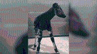 Sacramento Zoo announces first birth of okapi in zoo's history