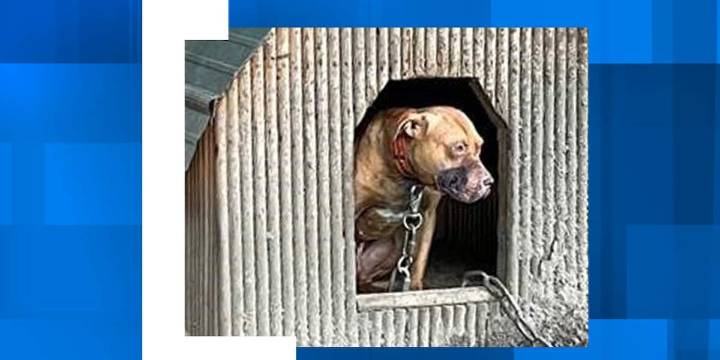 SLED rescues 24 pit bulls, charges Orangeburg County man in dog fighting case