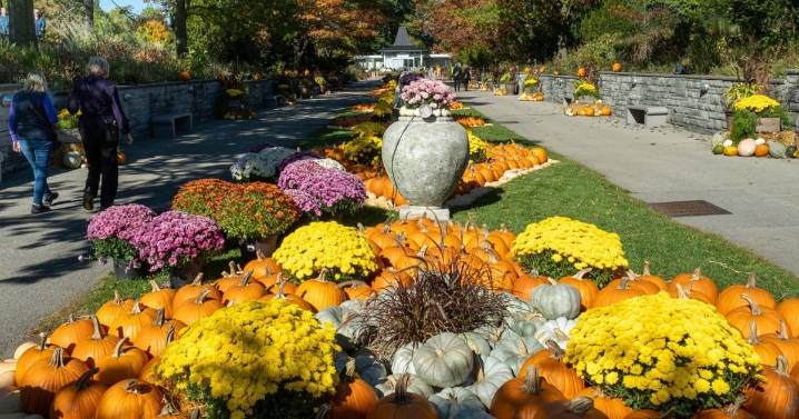 Just in time for Halloween, here’s Pumpkins 101