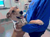 County of San Diego seeks owner of puppy with severe collar injury