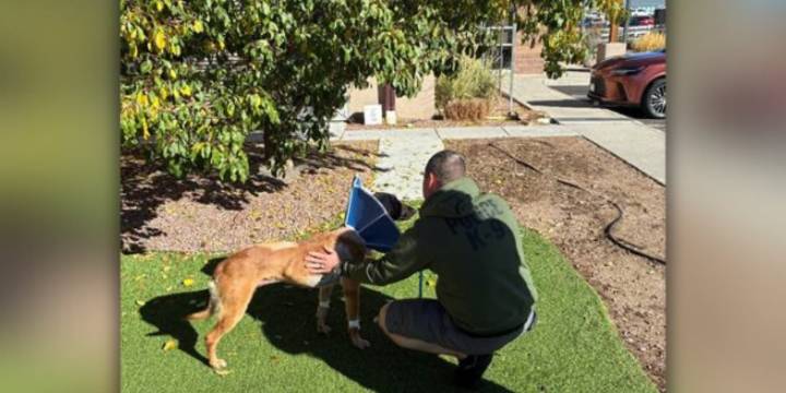 CSPD K9 Roam discharged from vet hospital on Saturday after stabbing
