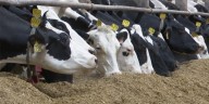 Funds available to support dairy farms