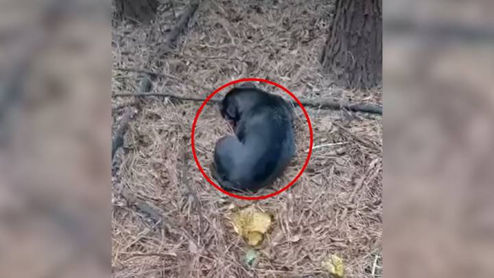 Dog Found At Bottom Of Well In Georgia Begins A Journey No One Expected