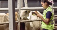 Sader niega incremento de casos de gusano barrenador