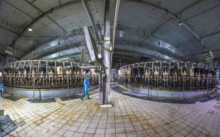 El planeta es nuestra granja: los humanos y su ganado triplican en peso a los animales salvajes