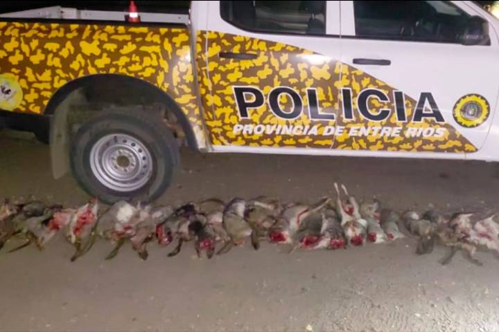 Depredación en Entre Ríos: interceptaron a tres cazadores que había matado 35 vizcachas
