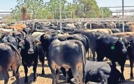Buscarán regionalización del ganado en negociación del T