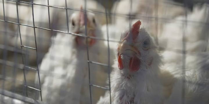 Bird flu detections in Jefferson County part of years