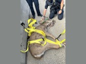 Deer found stuck between I-75 barriers rescued by Oakland County authorities