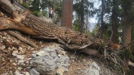 Trees blocking trail at Mt. Charleston to be removed; closure scheduled this week