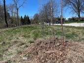 Planting and protecting new trees in Northeast Ohio
